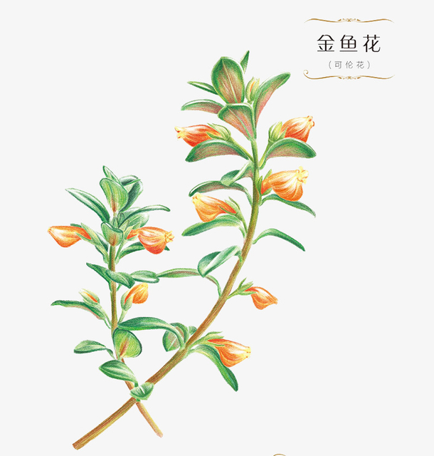 金鱼花植物插画