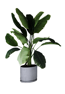 天堂鸟植物盆栽叶子