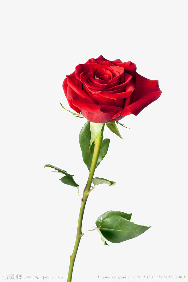 一束玫瑰花图片免抠素材免费下载 觅元素51yuansu Com