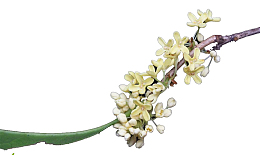 中秋桂花飘香