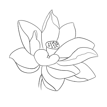 素描 线条 简笔画 莲花