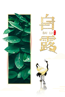 白露秋天树叶丹顶鹤二十四节气