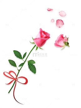 蝴蝶结玫瑰花 粉玫瑰 花瓣
