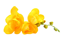 小小的苍兰花啊