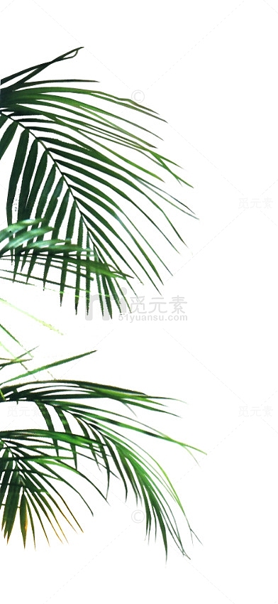 树叶细长的热带植物的部分