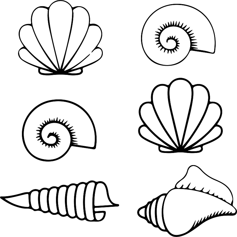 六种不同贝壳