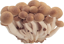 新鲜长蘑菇高清