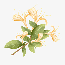 金银花彩色手绘