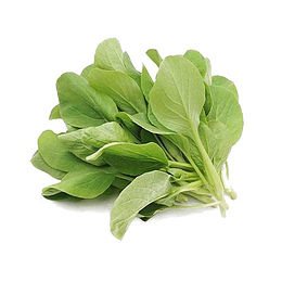 鸡毛菜 青菜 蔬菜装饰元素