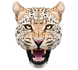 猛兽豹子花豹金钱豹头张嘴豹