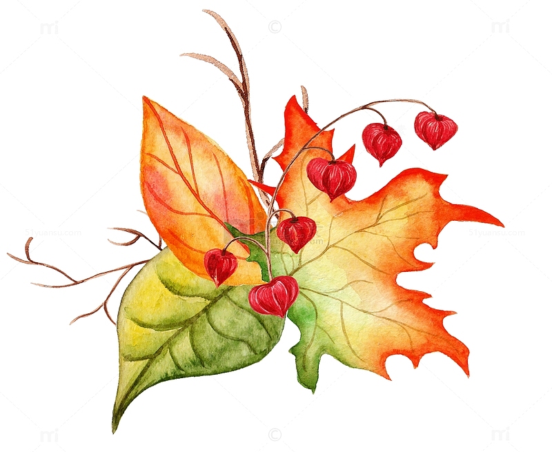 秋天手绘收获枫叶素材