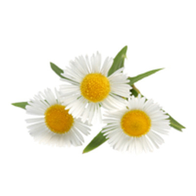 小花白花菊花野花