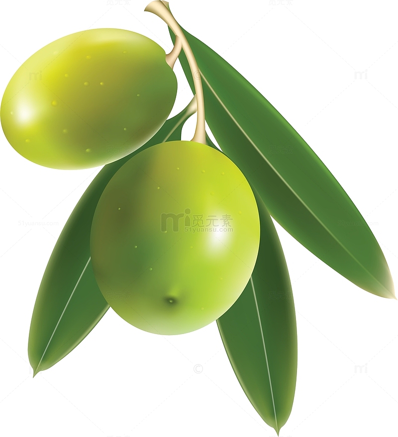 绿色树叶橄榄PNG