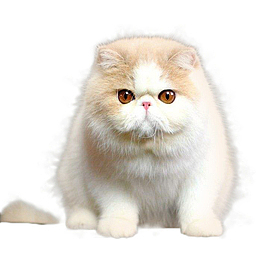 肥胖可爱的加菲猫