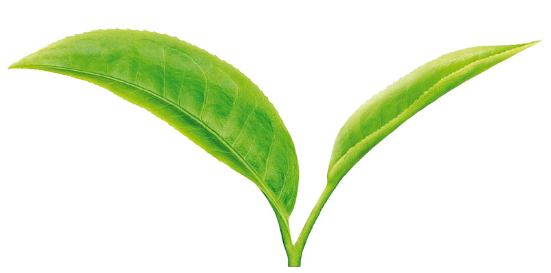 绿色树叶PNG