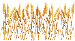 小麦wheat麦穗