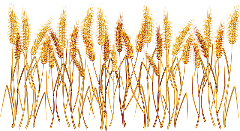 小麦wheat麦穗