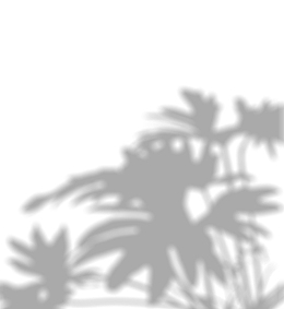 植物投影光影 阴影