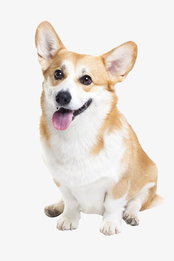 宠物狗狗免扣素材免费下载_觅元素