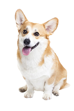 宠物狗狗免扣