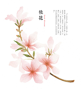 桃花枝手绘花朵古风元素