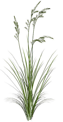 河边长的小草