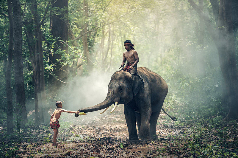 大象与小孩图片
