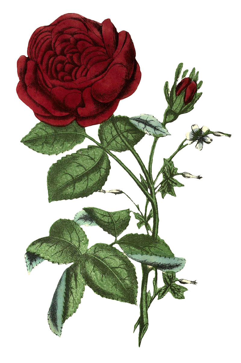 复古大红花手绘植物花卉插画