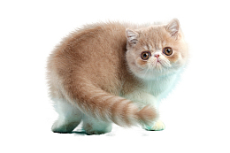 萌宠可爱加菲猫橘色
