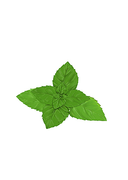 手绘 插画薄荷