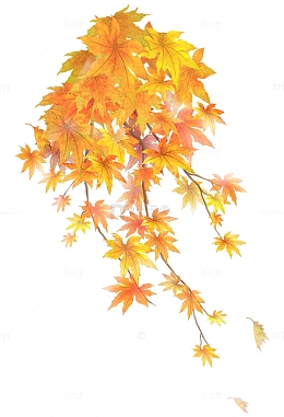 秋天 秋季 红叶 枫叶 黄叶
