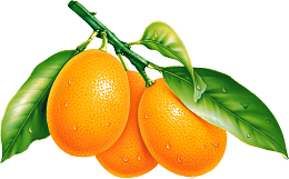 免抠金桔元素