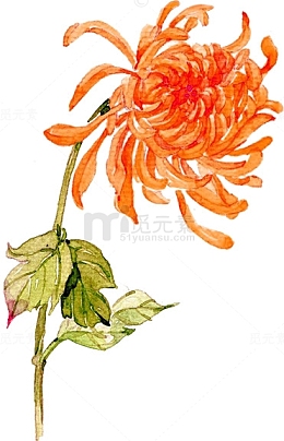 重阳节红色菊花