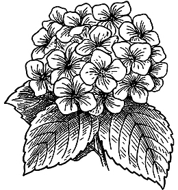 手绘绣球花设计