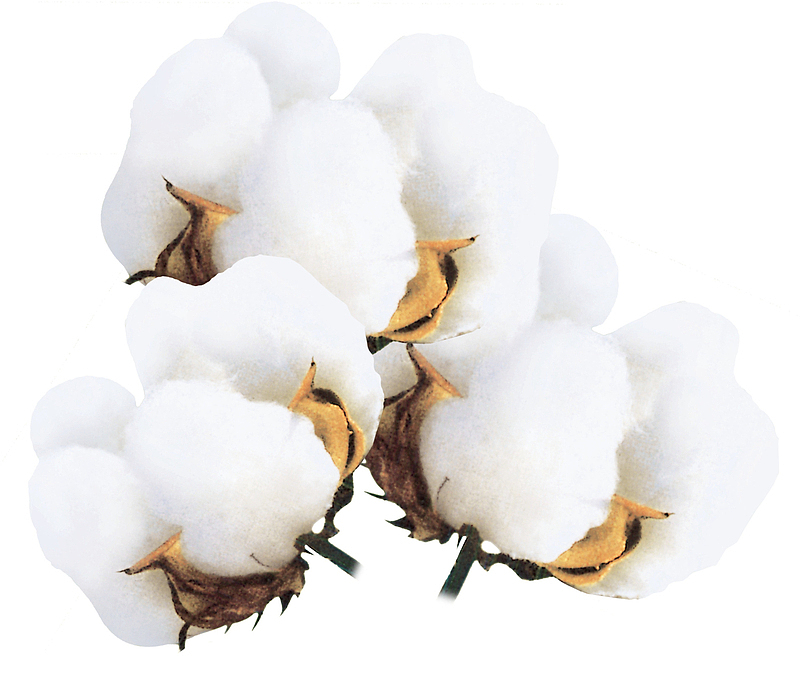 秋季的农作物棉花