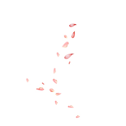 漂浮的粉色花瓣插画
