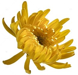 九月九重阳节之秋菊