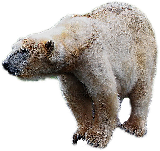 北极熊冬天动物