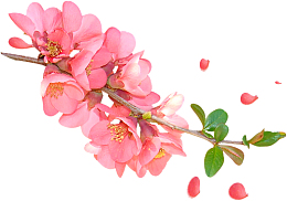 水彩桃花png