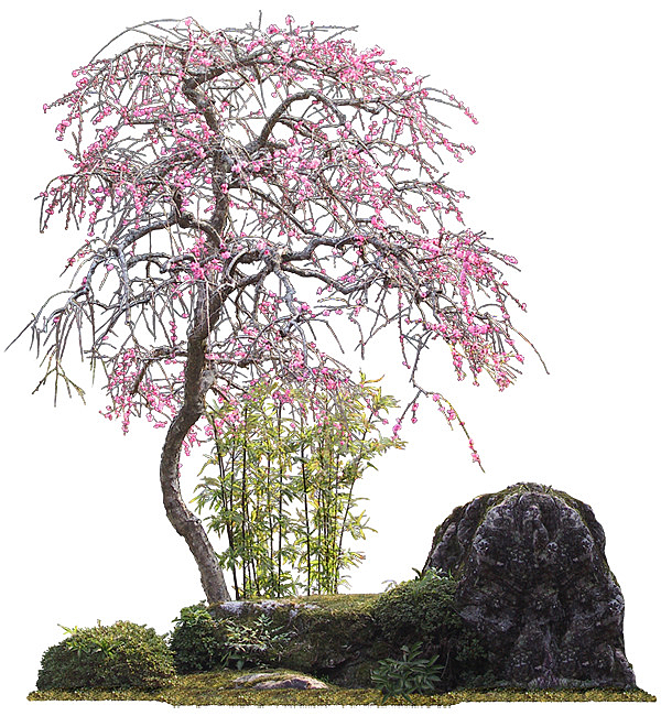 粉色小花的树