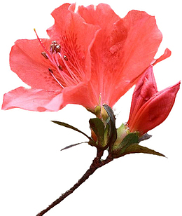 杜鹃花 杜鹃  粉色