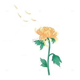 重阳节黄菊花赏菊插画素材