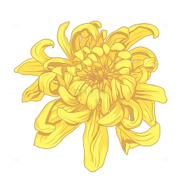 手绘重阳节花卉菊花装饰