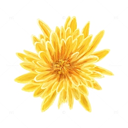 手绘菊花重阳节植物小清新花朵