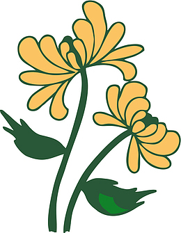 彩色菊花手绘