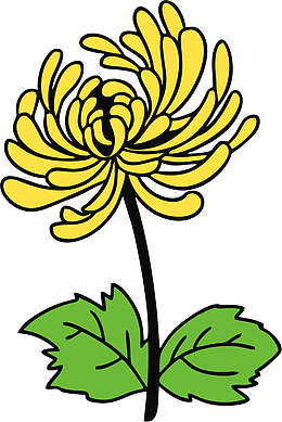 手绘彩色的菊花