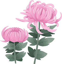 手绘粉色的菊花