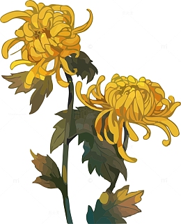 重阳节菊花卡通手绘