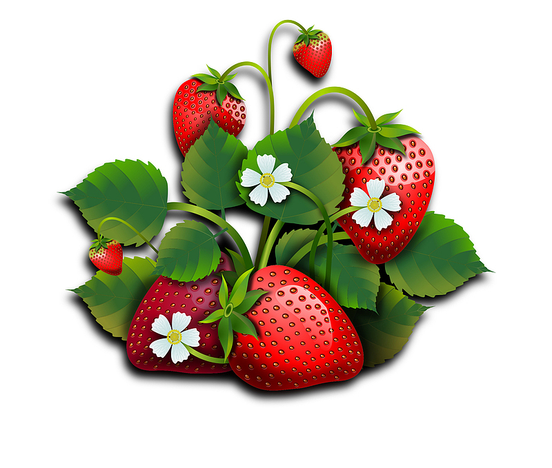 高清,水果,草莓,蓝莓,新鲜,悬浮