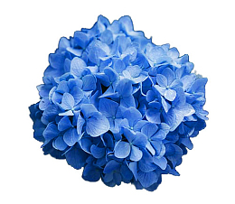 蓝色绣球花 绣球花 植物 花卉